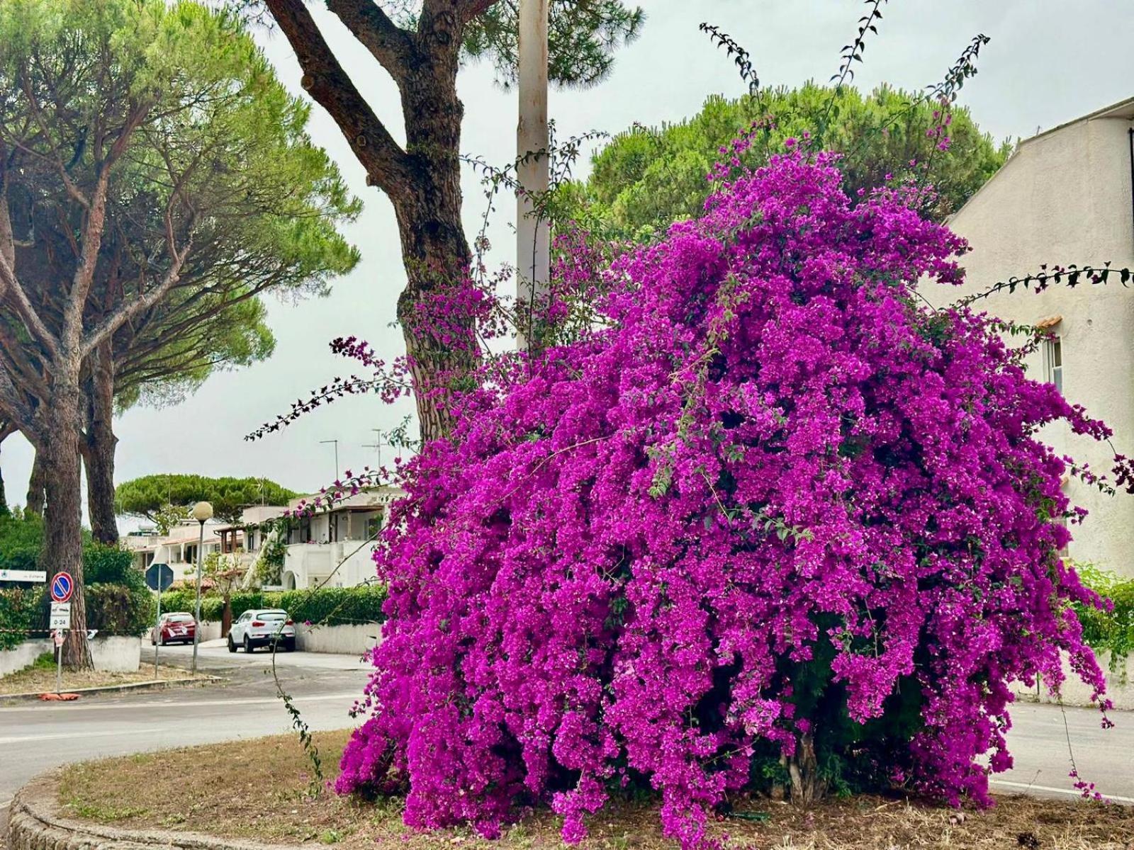 Willa Casa Mila White Marina di Cerveteri Zewnętrze zdjęcie